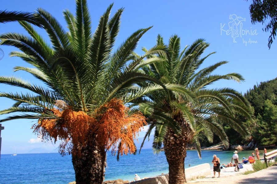 Sami Beach Palms
