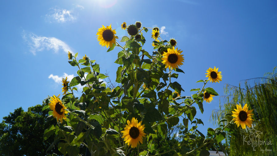 Sunflowers at lixouri