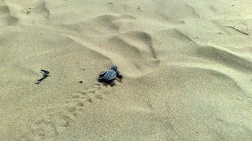 Loggerhead hatchling