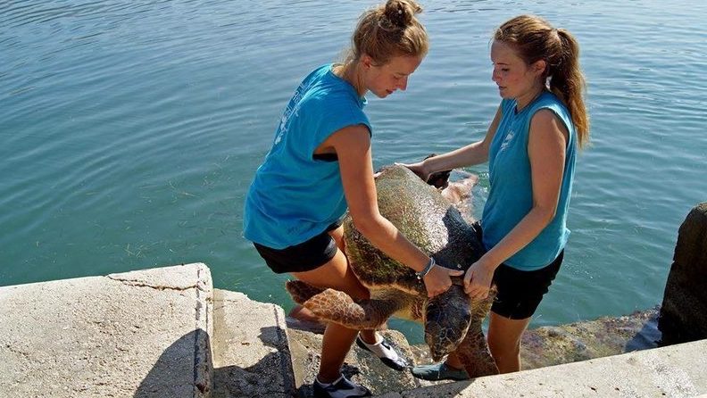 sea-turtle-artemis-taken-out-of-the-sea-in-argostoli-harbour
