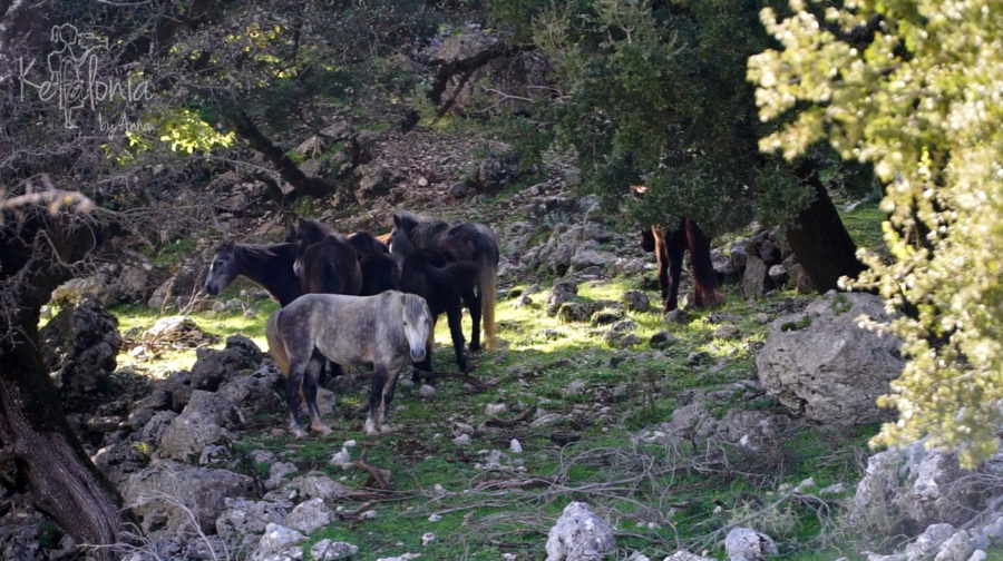 Wild Horses, Zoodohos Pigi Monastery