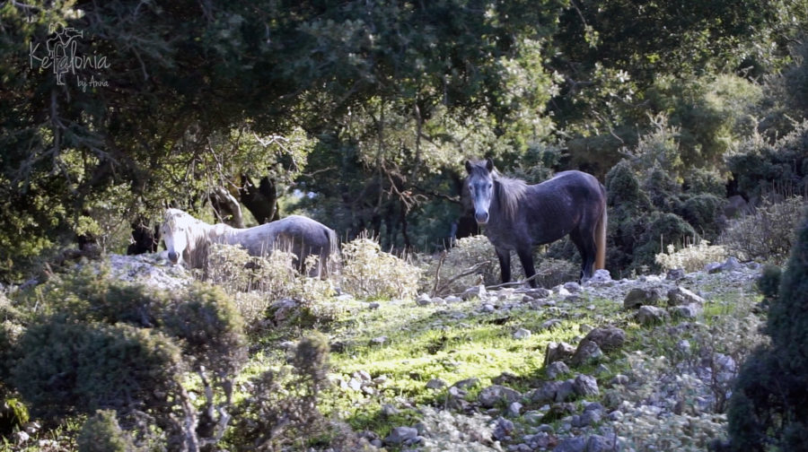 Wild Horses