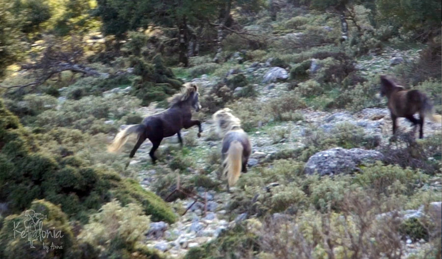 Horses on the trail