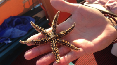 Ionian Discoveries - Marine Adventure