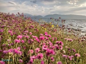 Wild flowers