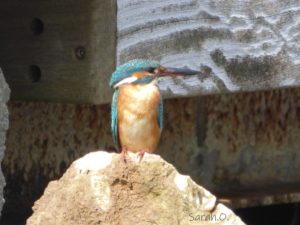 Kingfisher