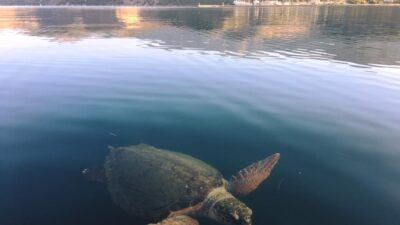 Turtle Photo courtesy of Wildlife Sense