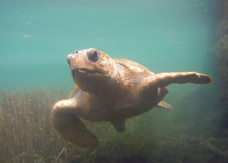 Turtle Photo courtesy of Wildlife Sense