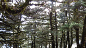 Ainos, Abies cephalonica